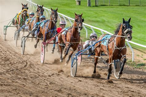 harness racing odds|harness racing betting system.